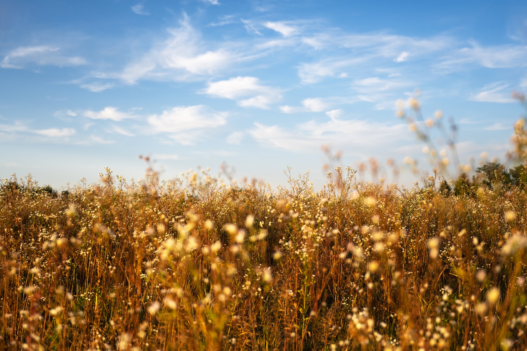 Field of grass and flowers on summer field