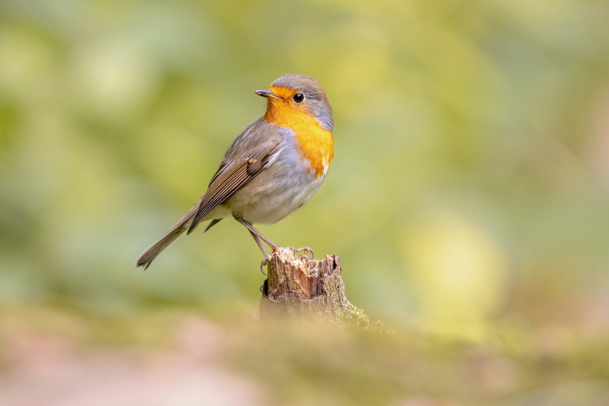 Red Robin bird in natural garden